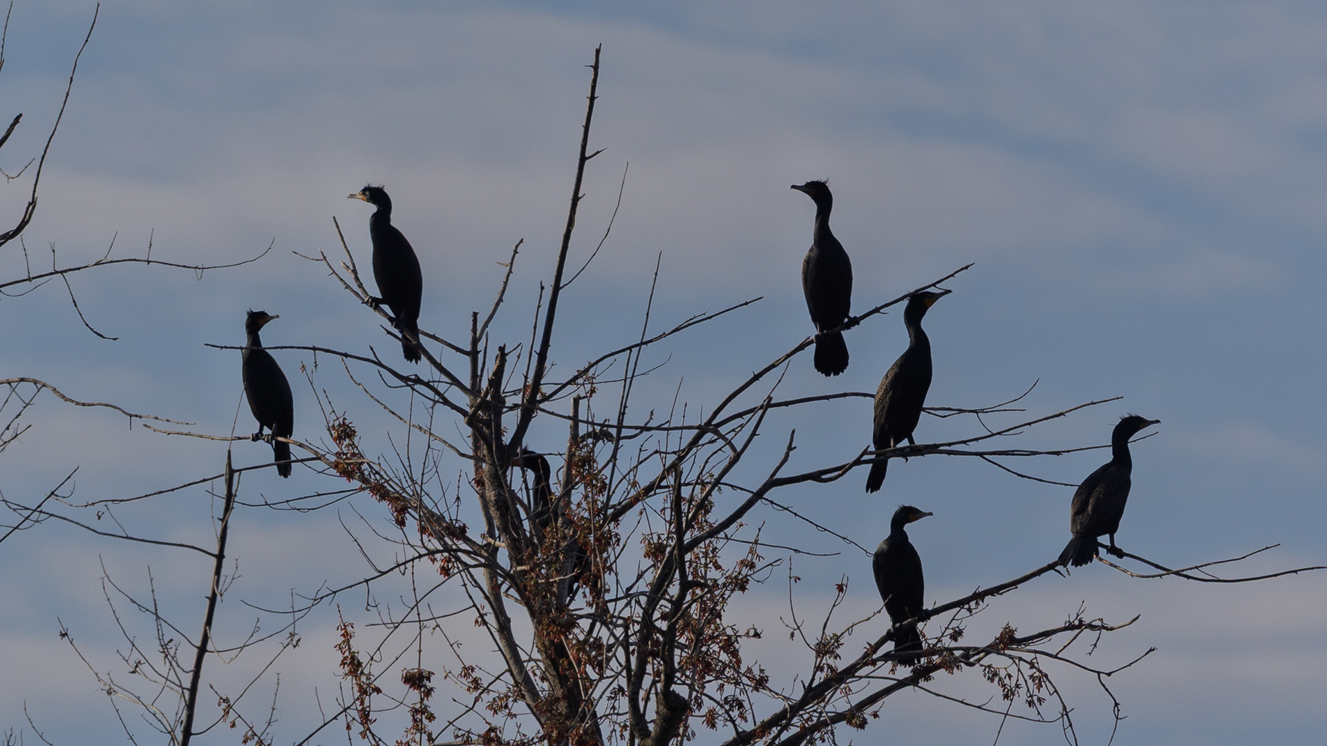 Double-crested cormorants