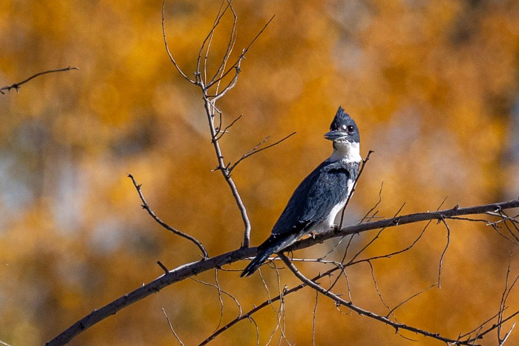 Belted Kingfisher