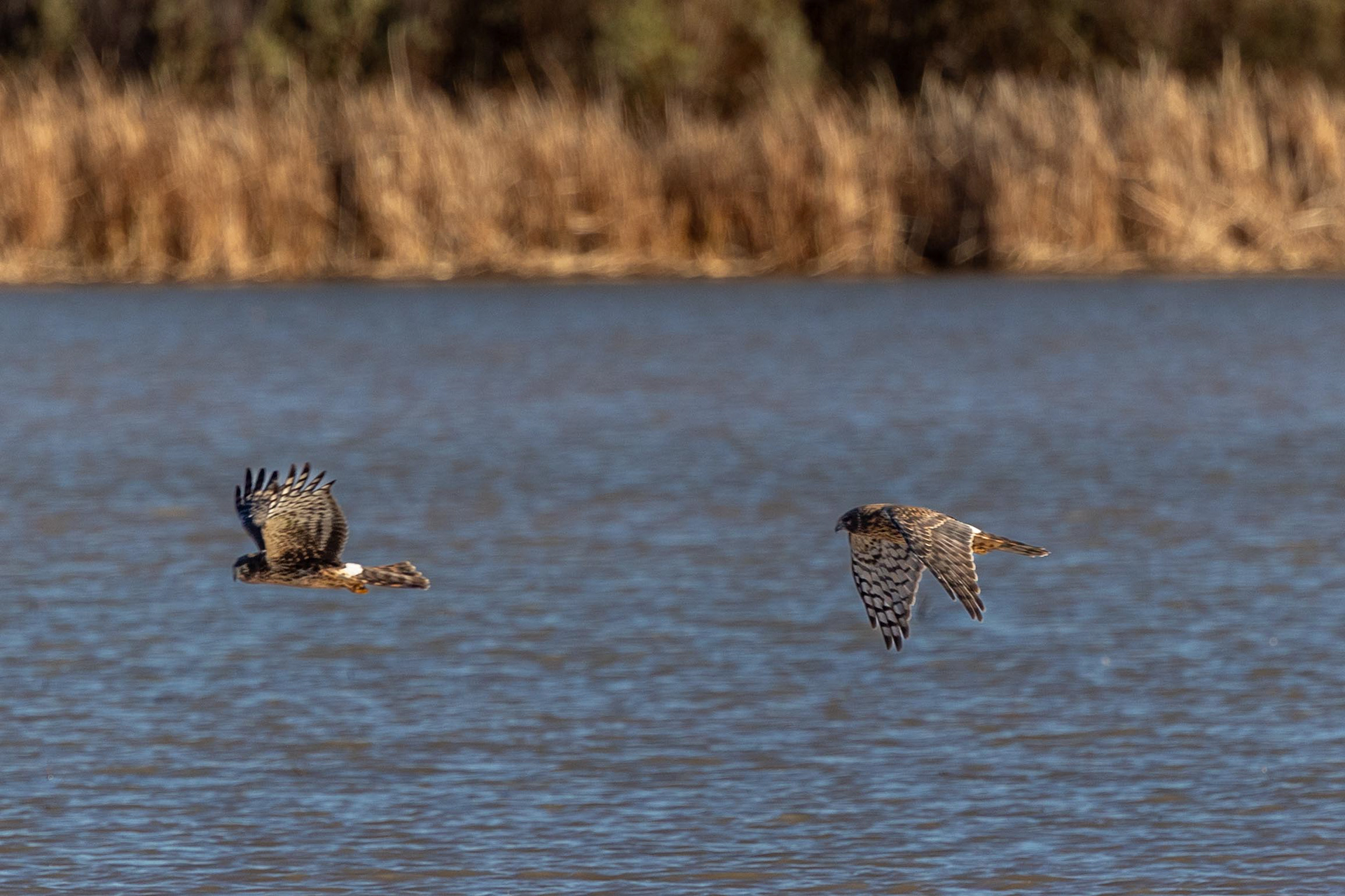 Northern Harrier
