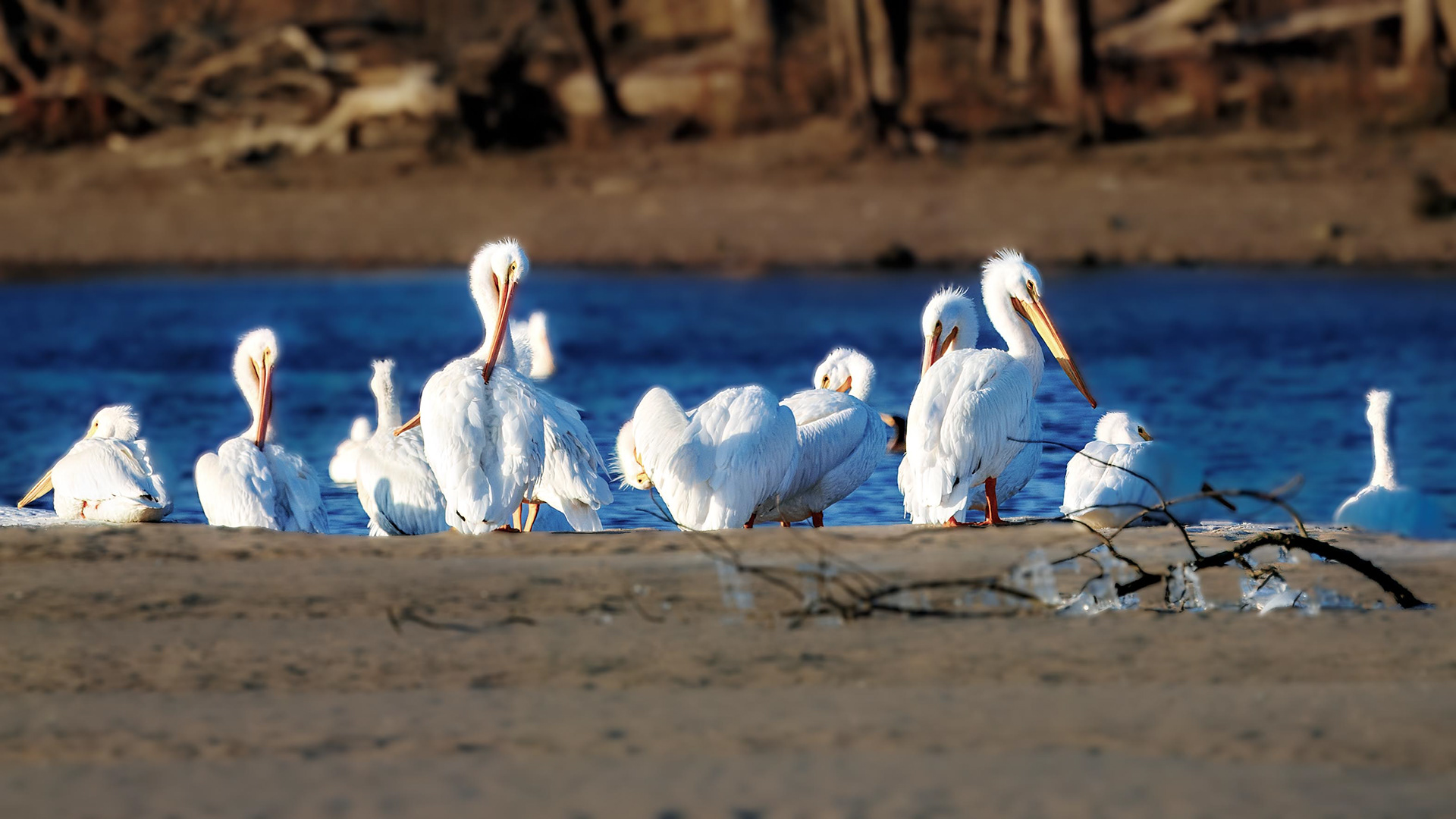American White Pelicans