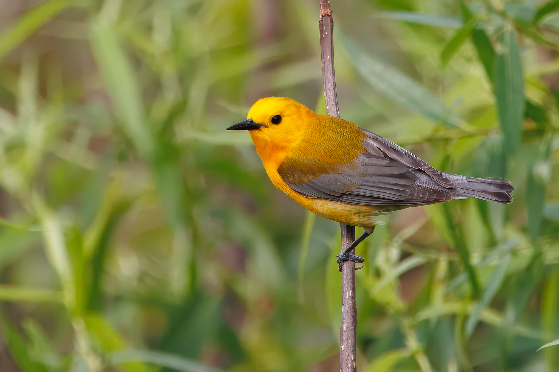 Prothonotary Warbler