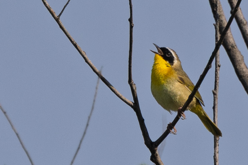 Common Yellowthroat