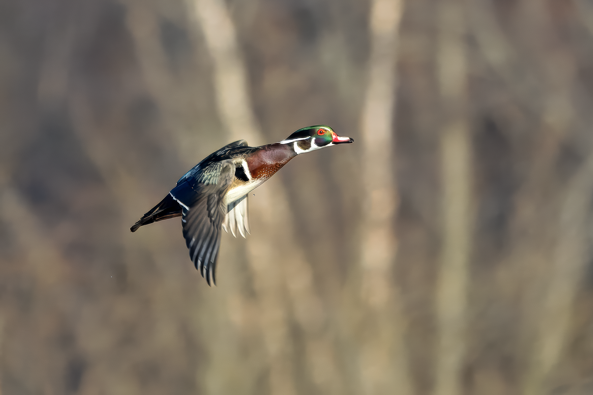 Wood Duck