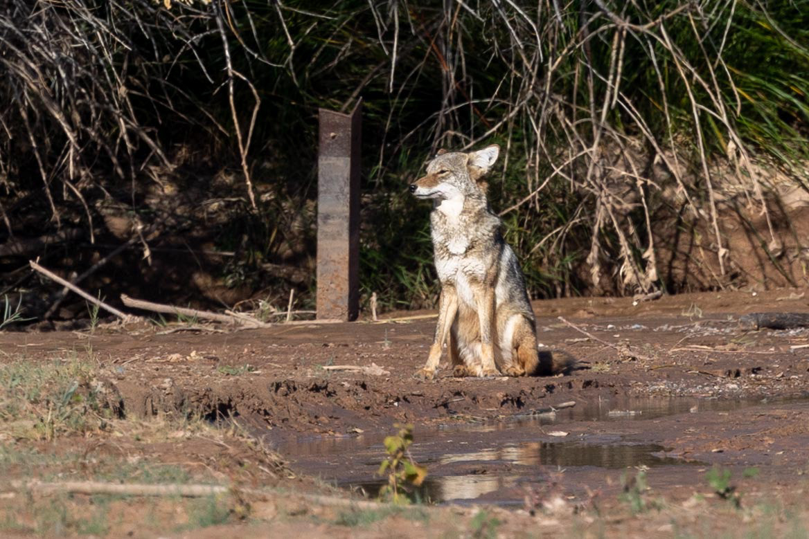 Coyote
