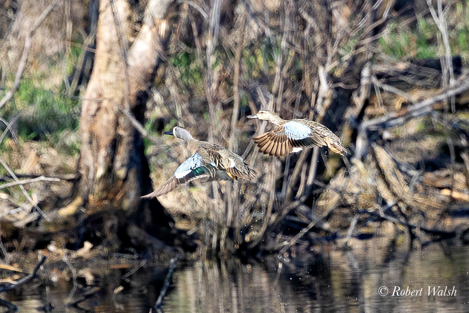 Blue-winged Teals