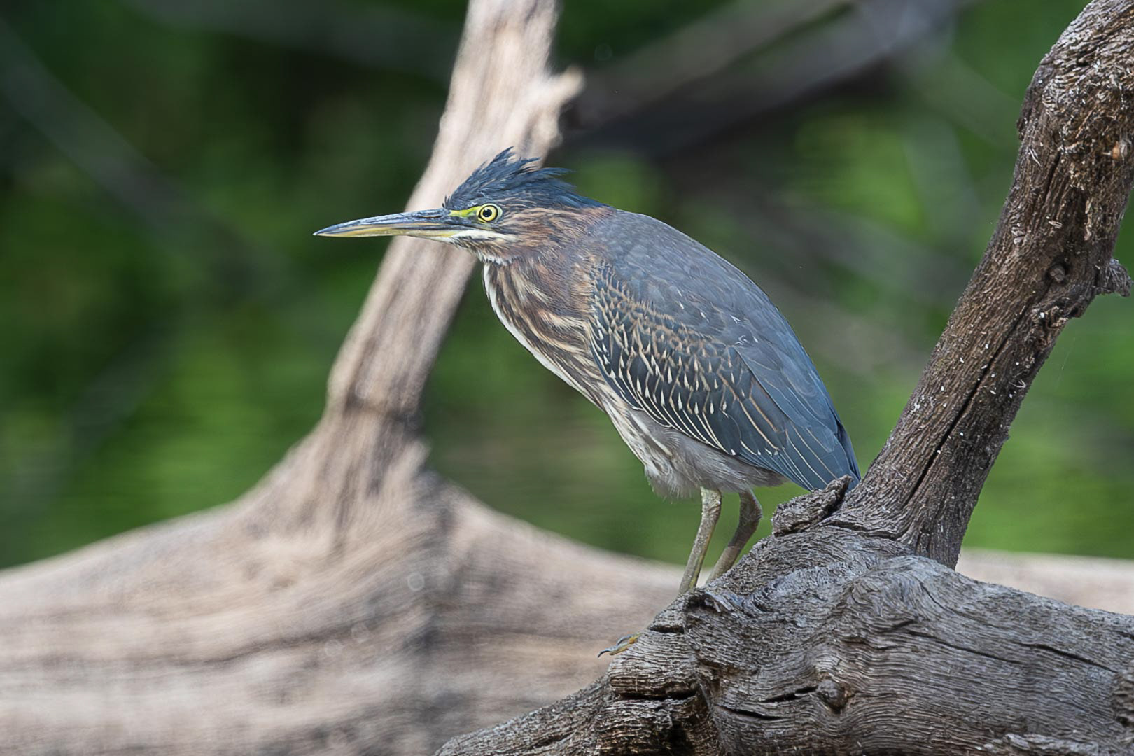 Green Heron