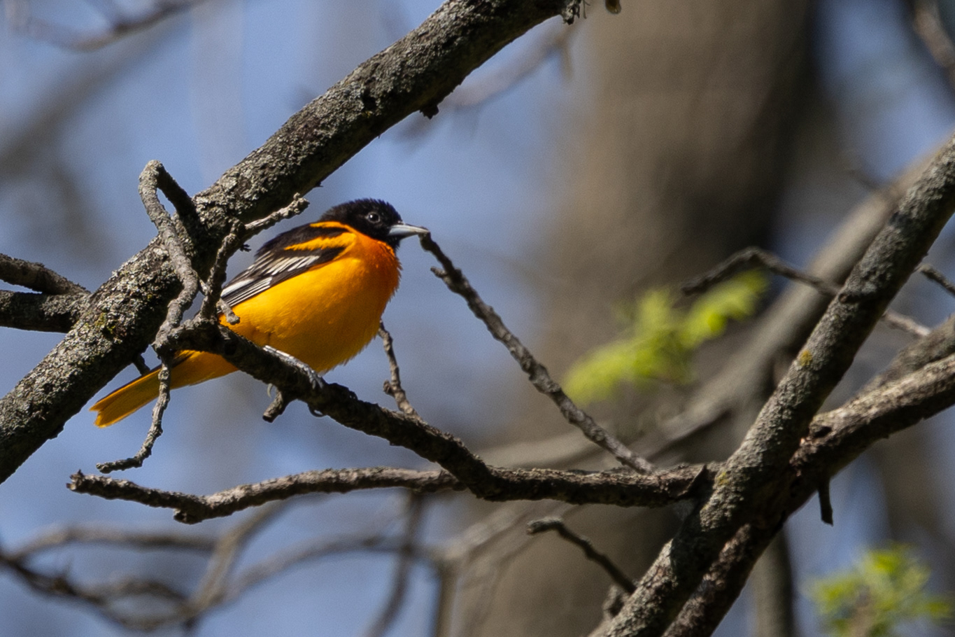 Baltimore Oriole