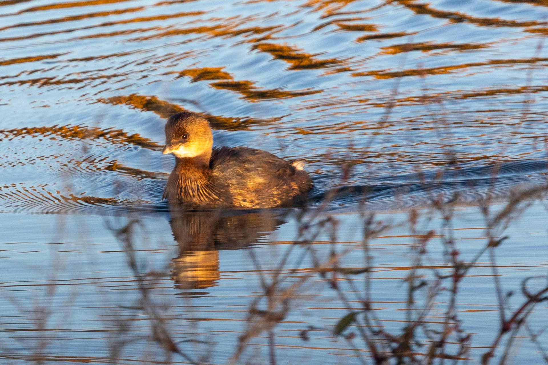 Pied-billed Grebe