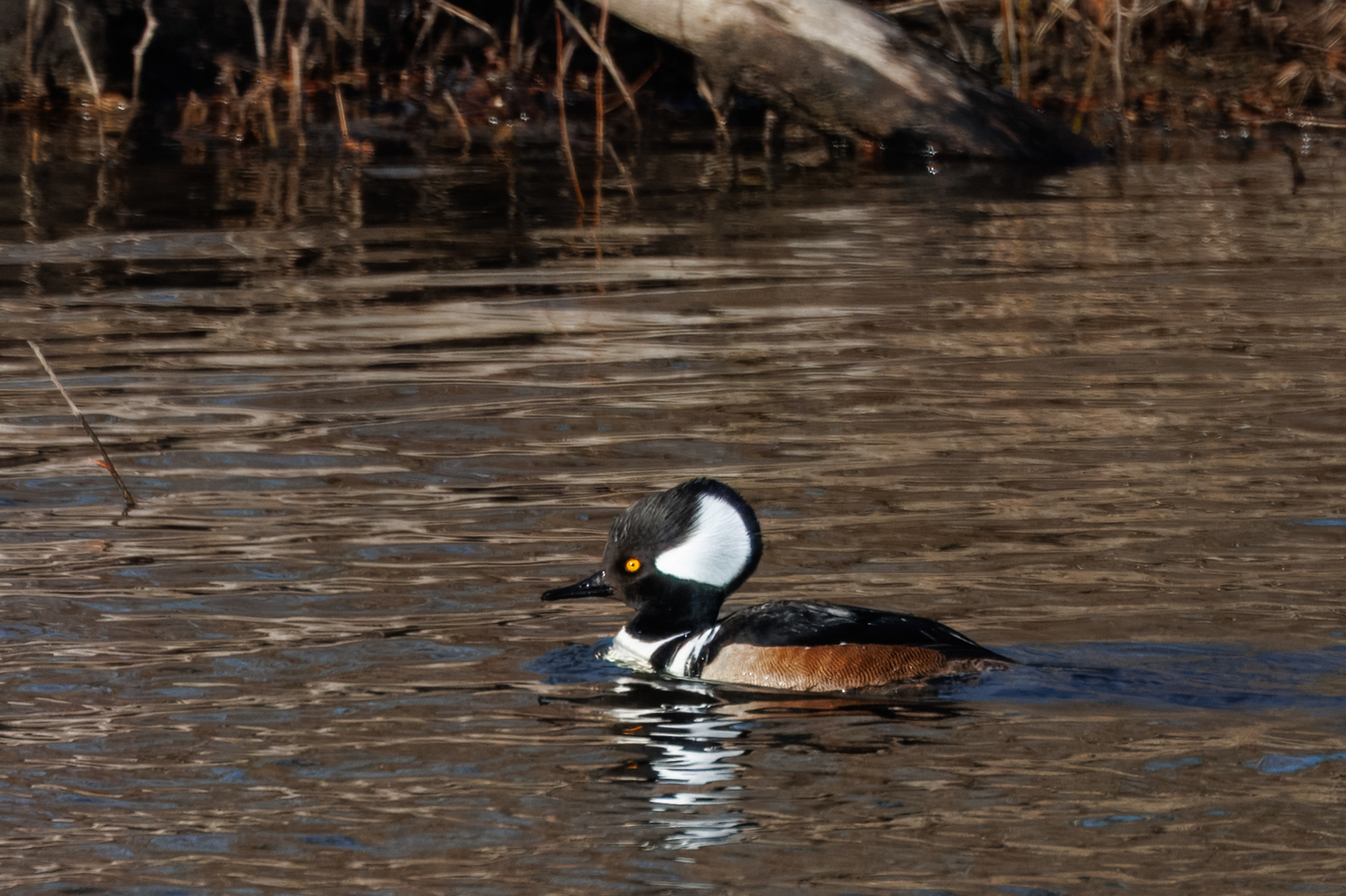 Hooded Merganser