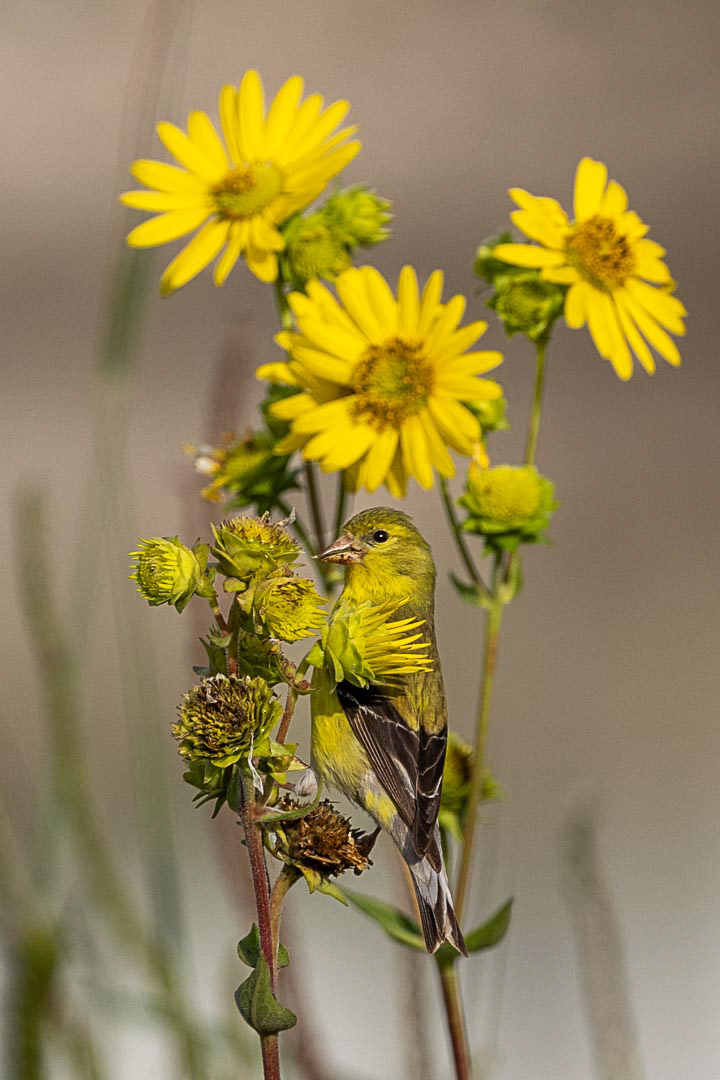 Goldfinch