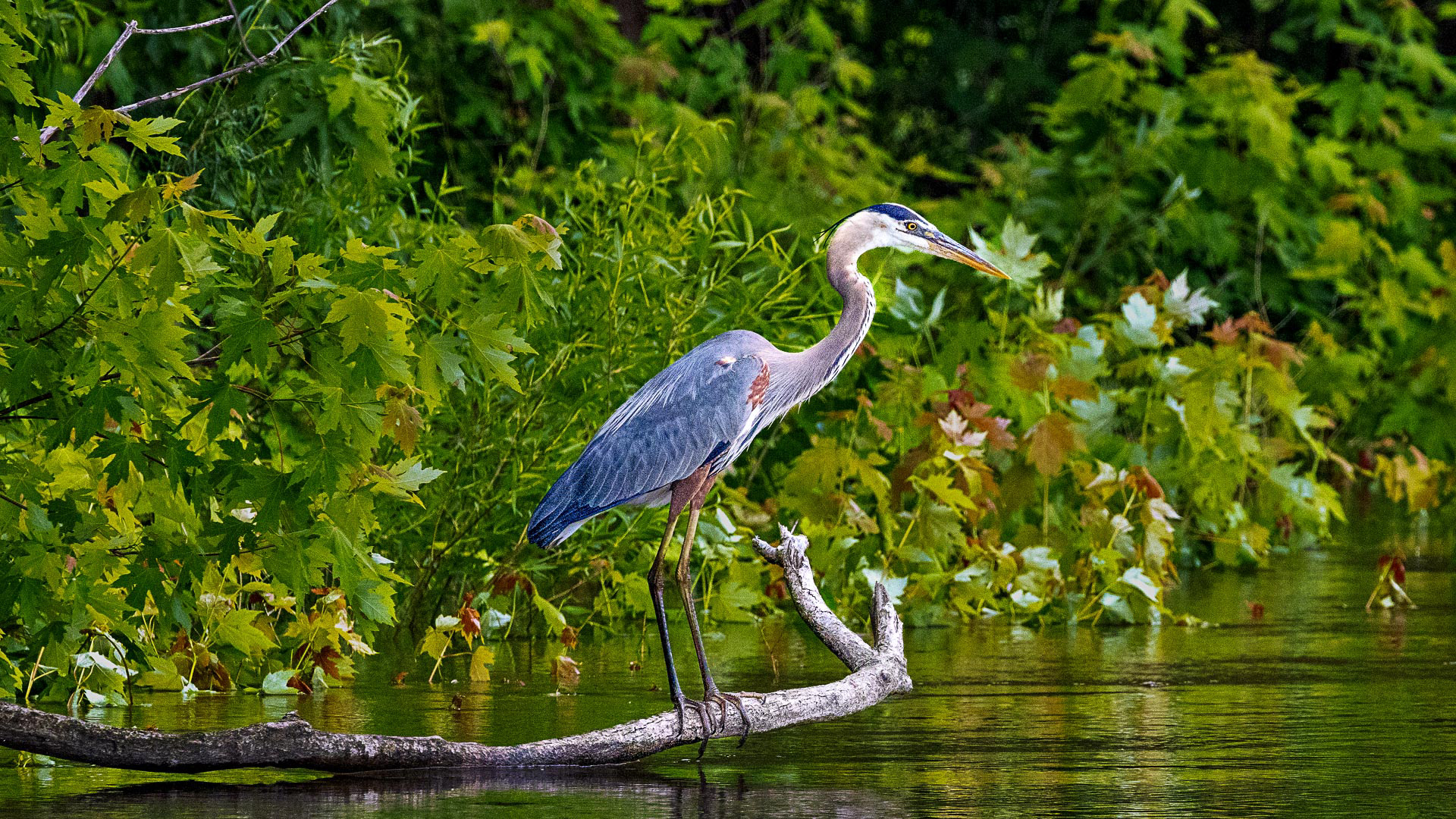 Great Blue Heron – Credit Island