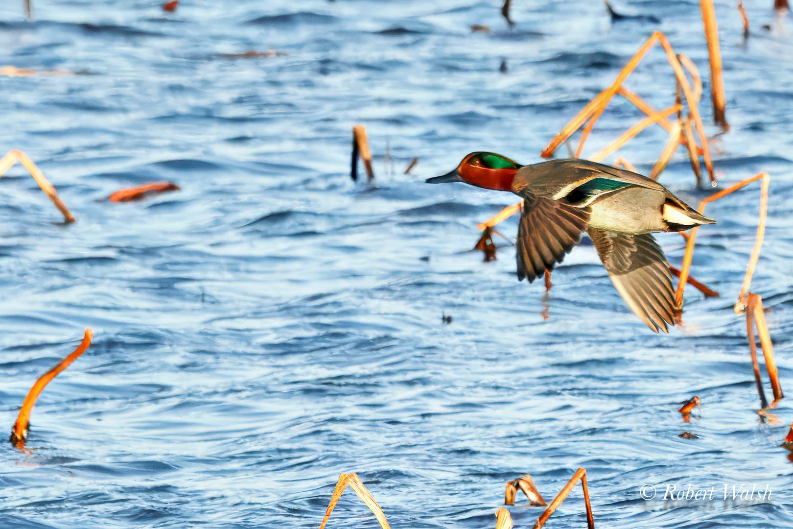 Green-winged Teal