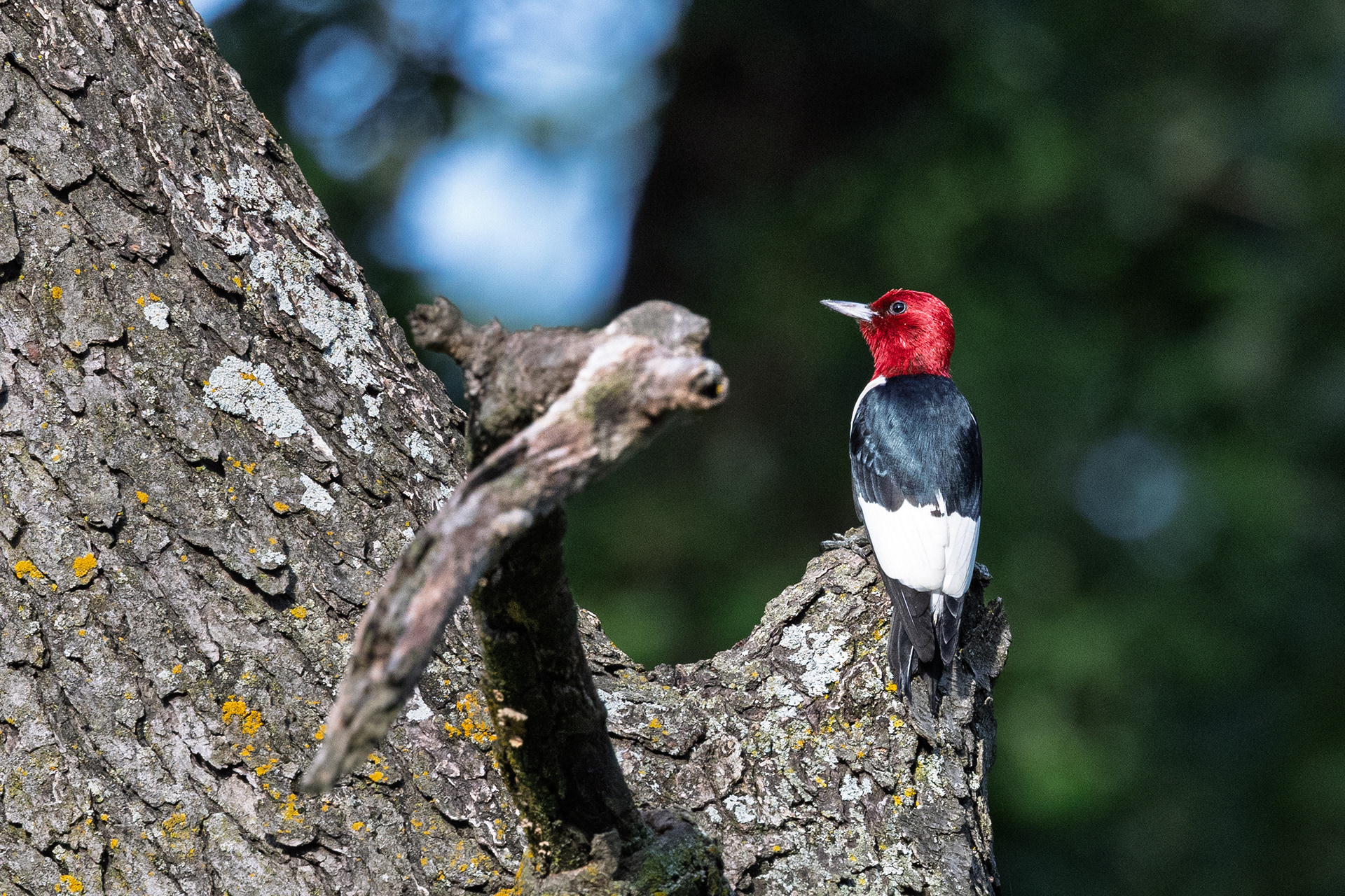 Red-headed Woodpecker