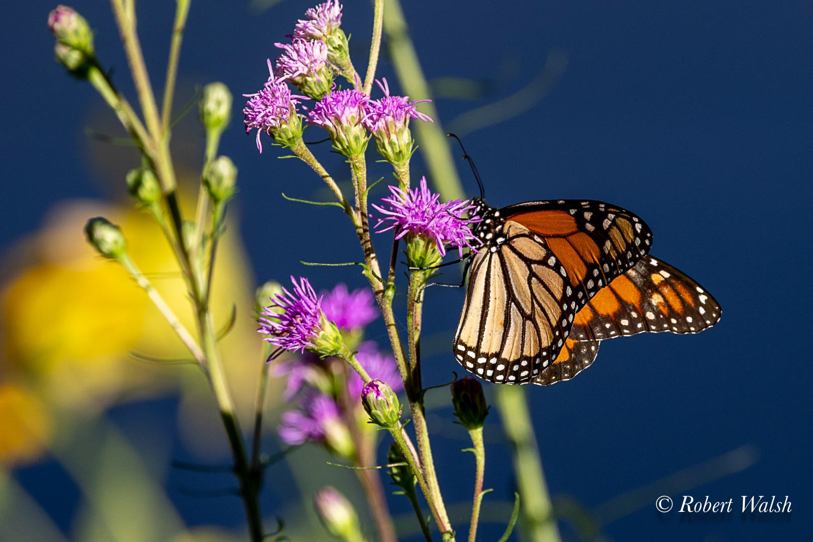 Monarch