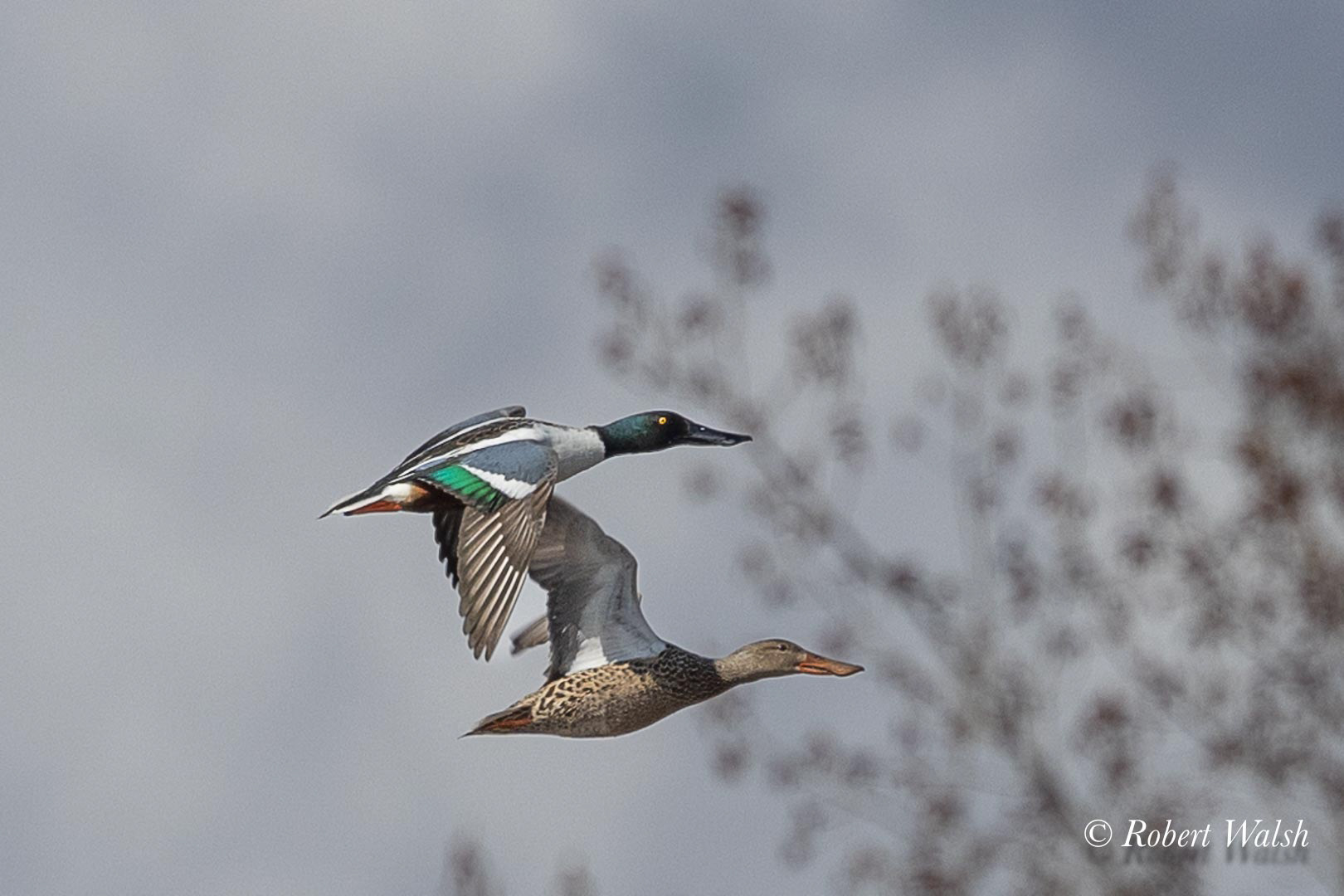 Northern Shovelers