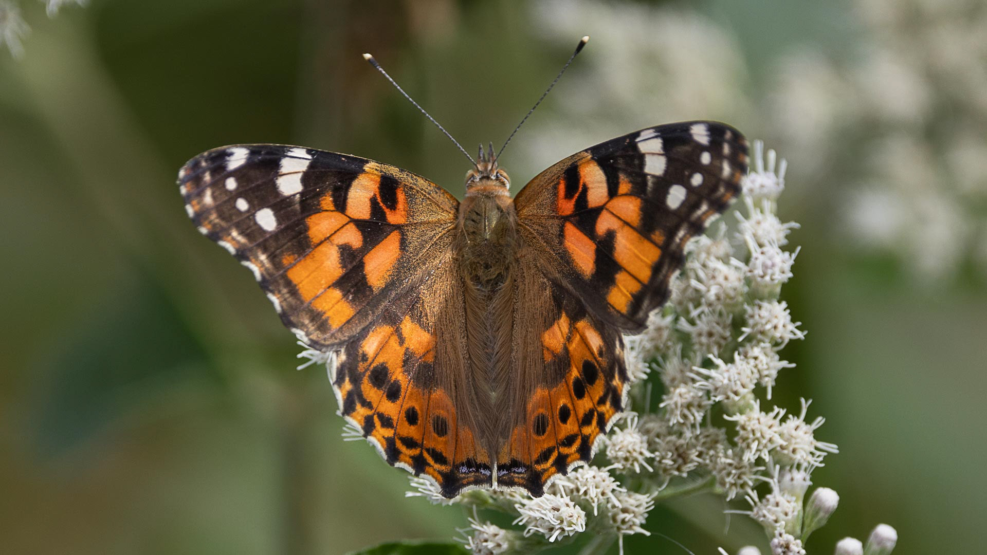 Painted Lady