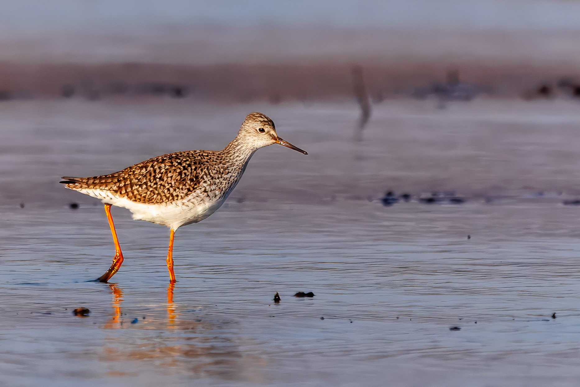 Greater Yellowlegs