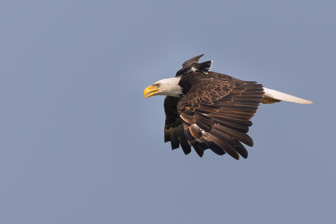 Eastern Kingbird Riding on a Bald Eagle