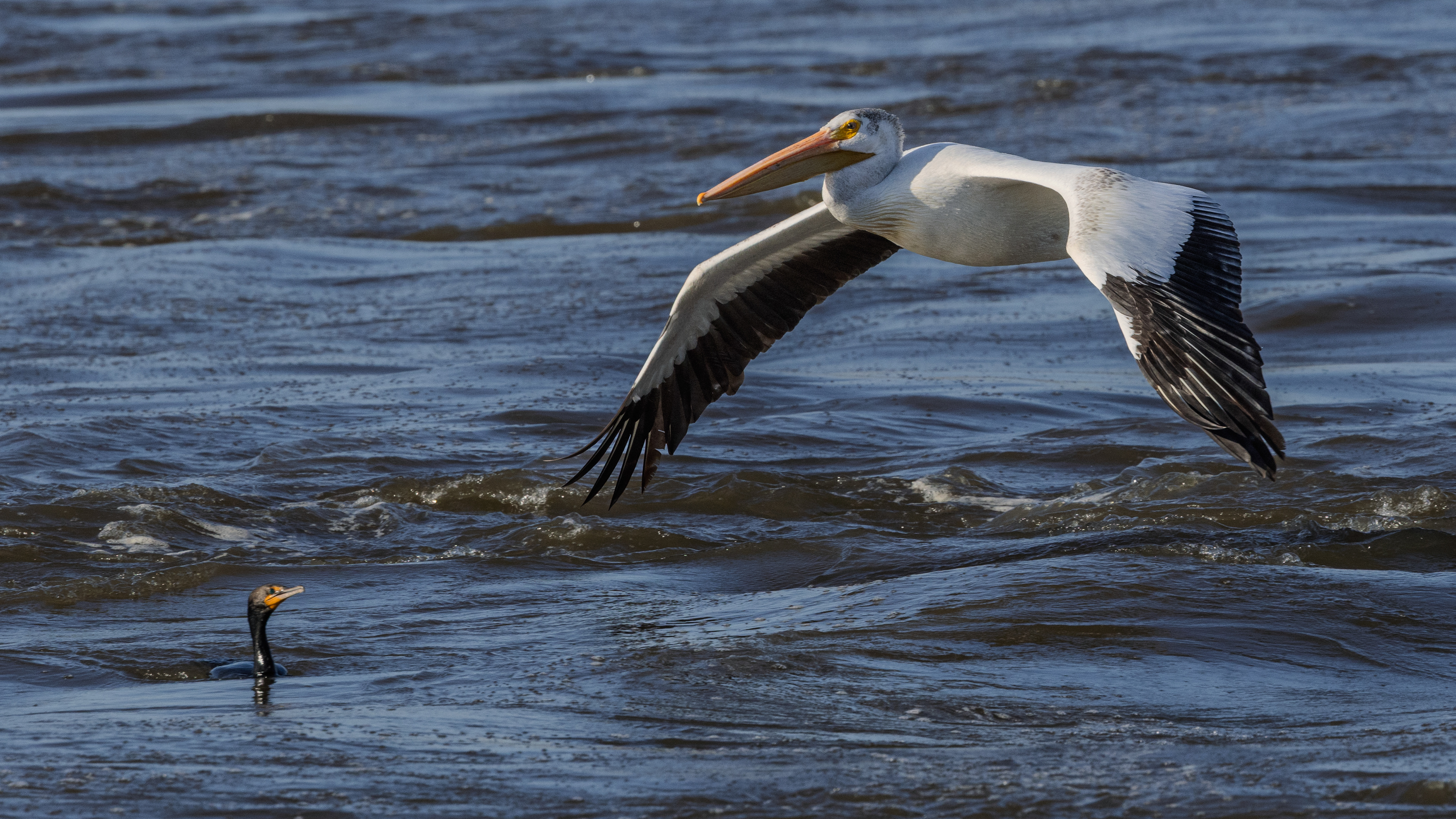 American White Pelican