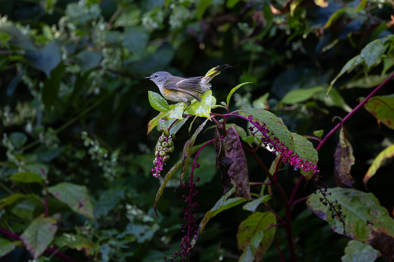 American Redstart