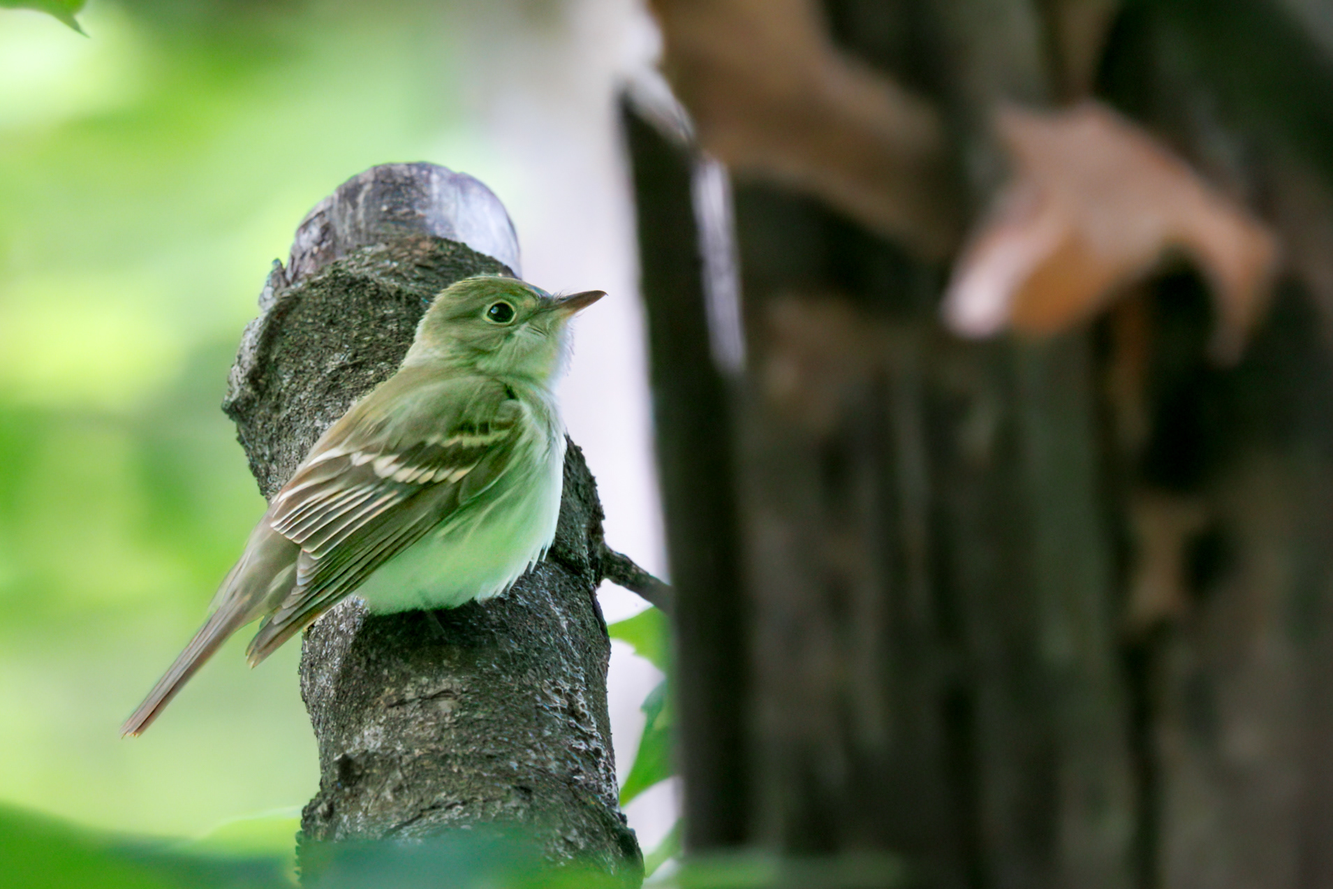 Acadian Flycathcher
