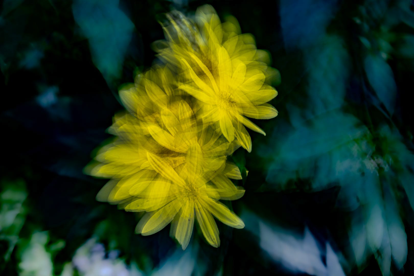 Dancing Daisies