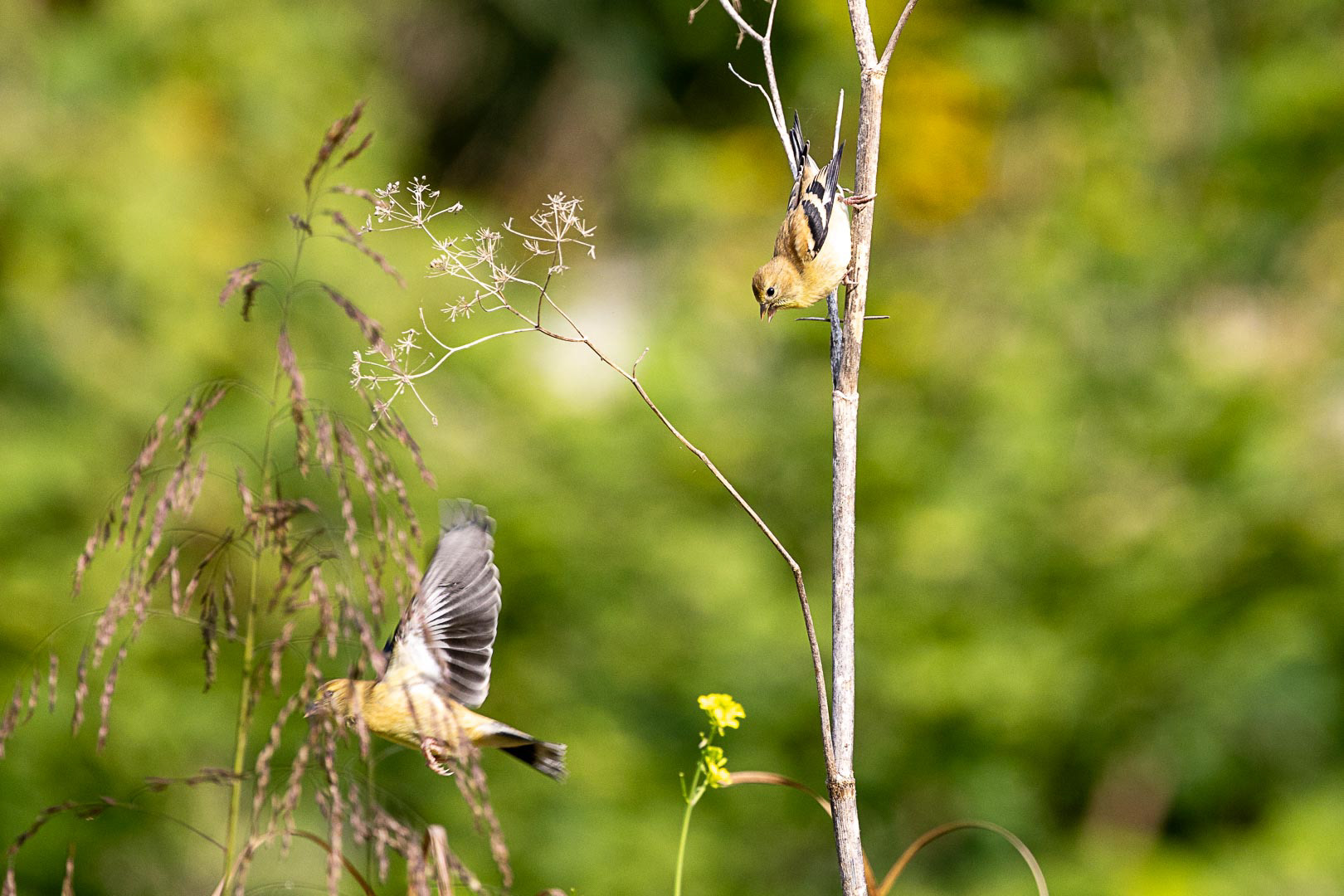 Goldfinch