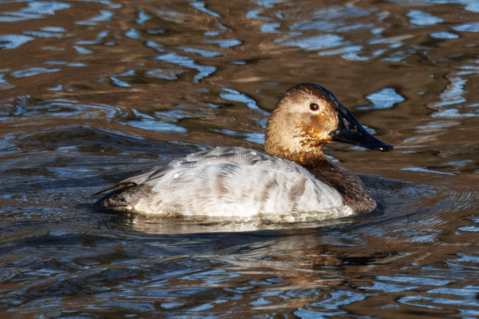 Canvasback