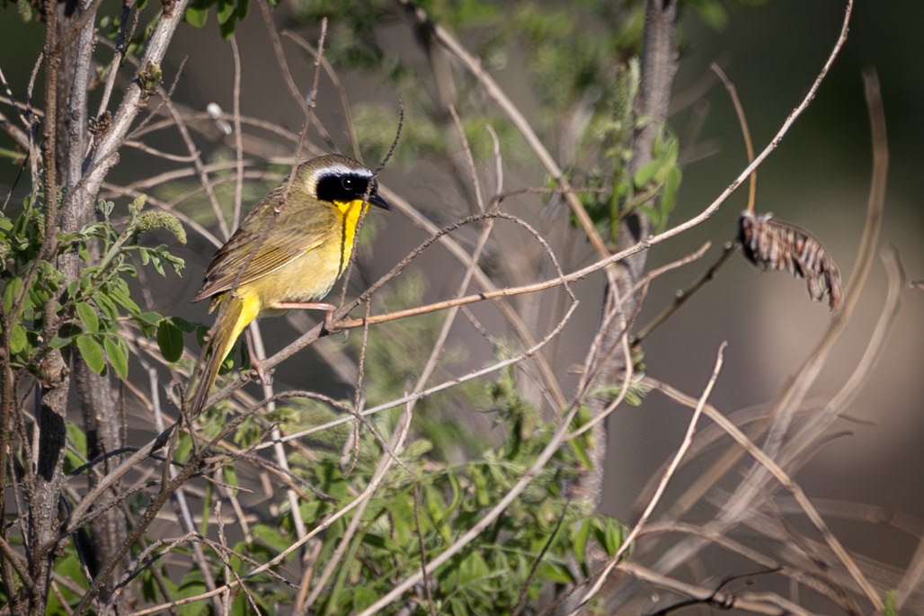 Common Yellowthroat