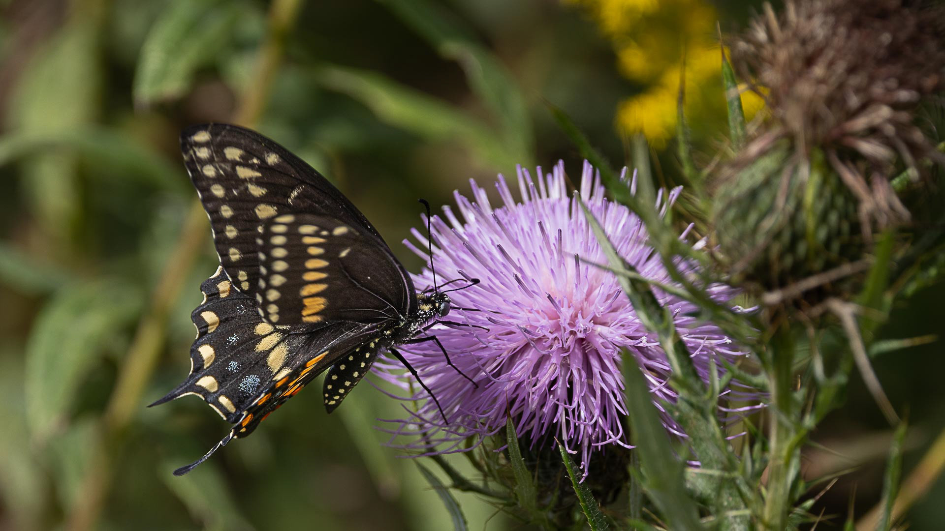 Black Swallowtail