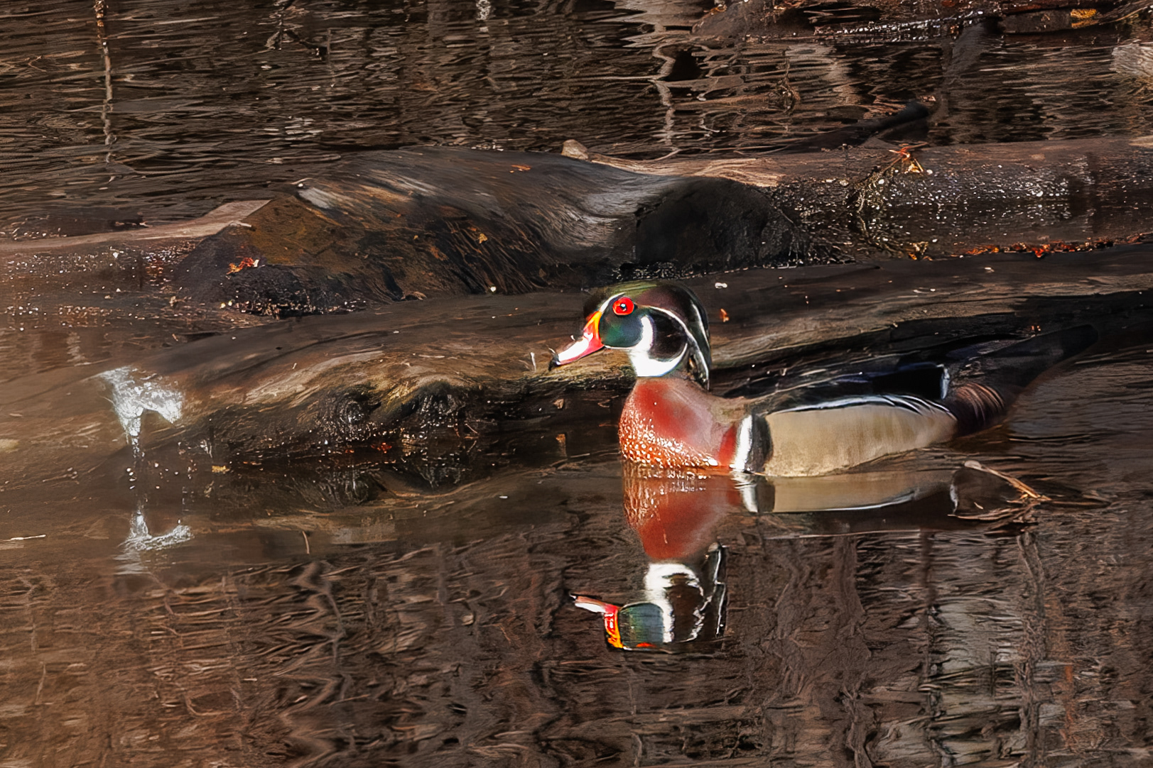 Wood Duck