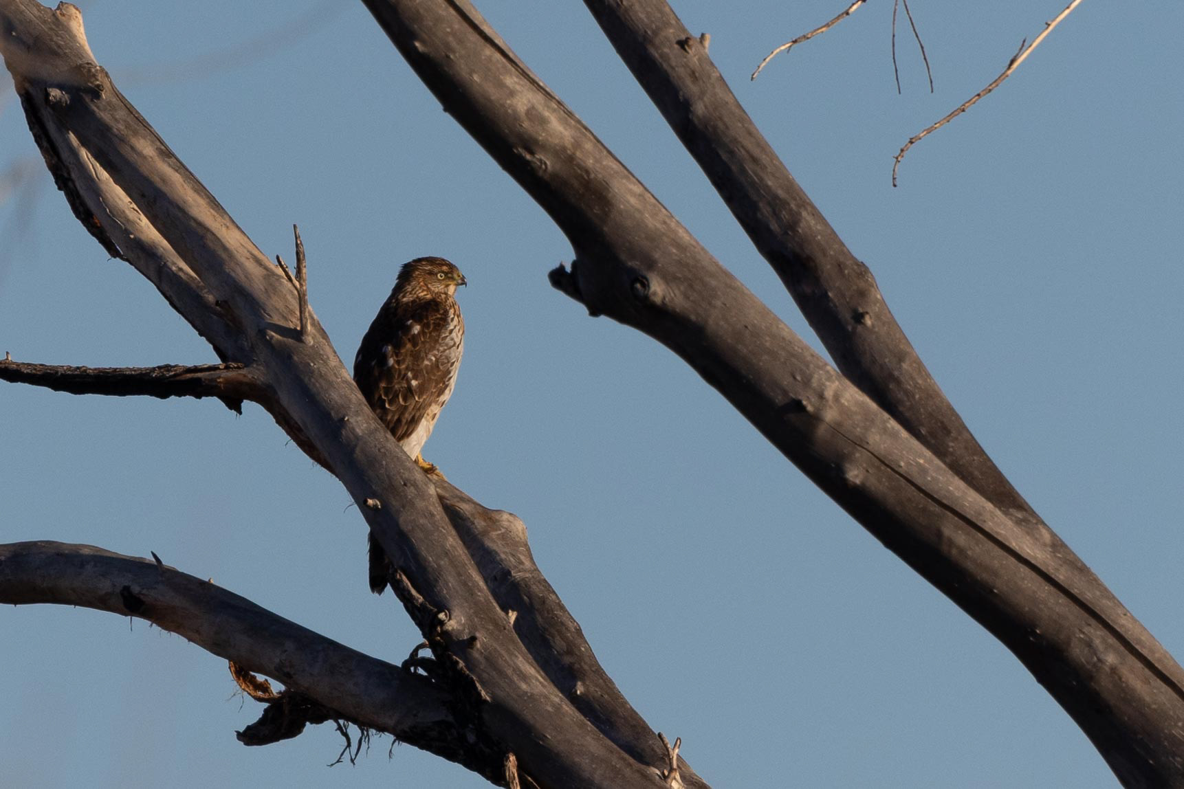 Northern Harrier