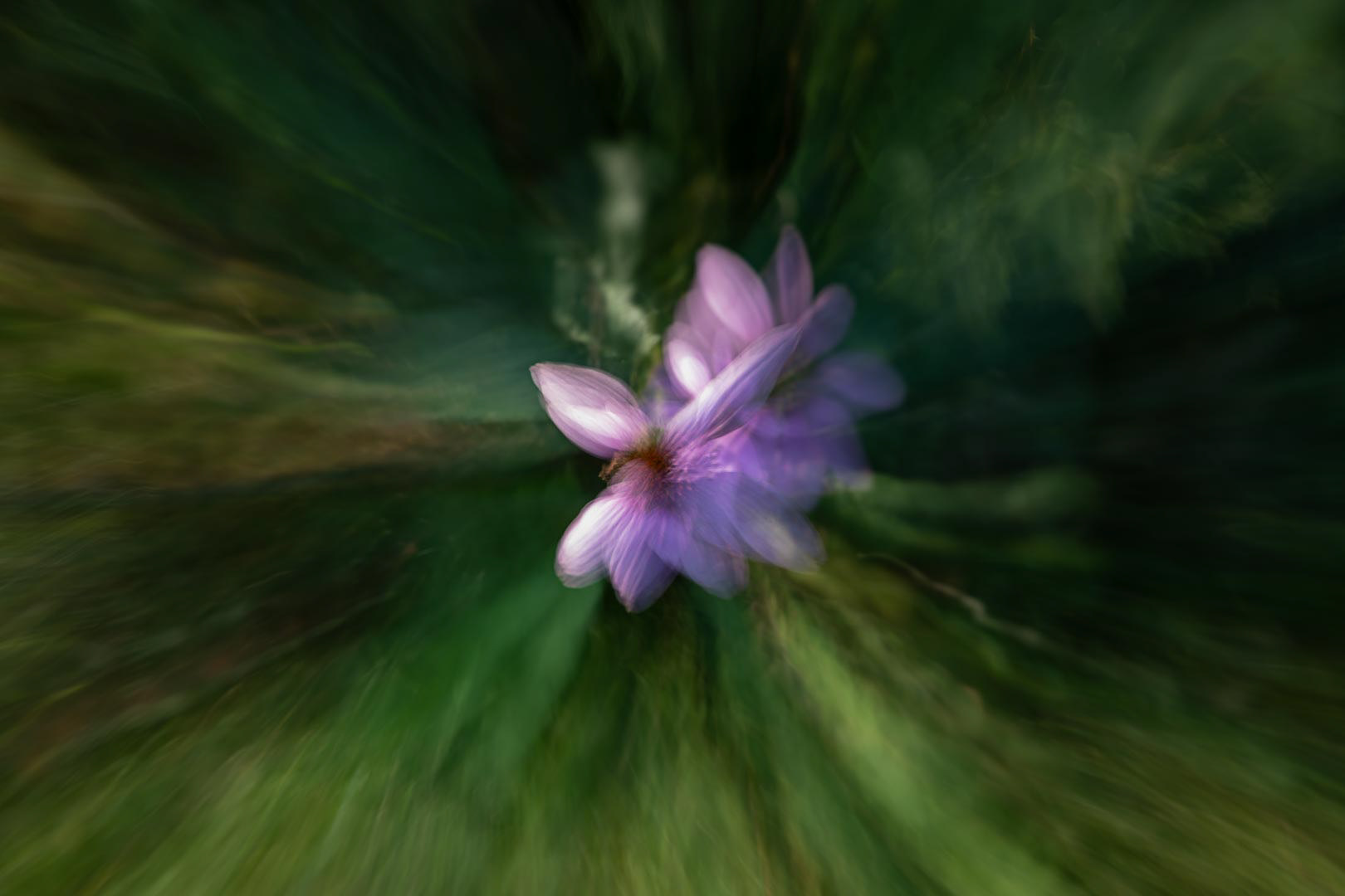 Violet Vision