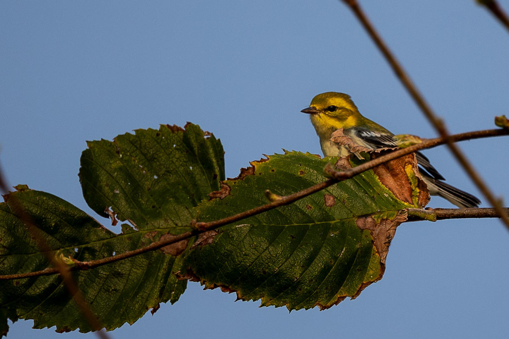 Black-throated Green Warbler