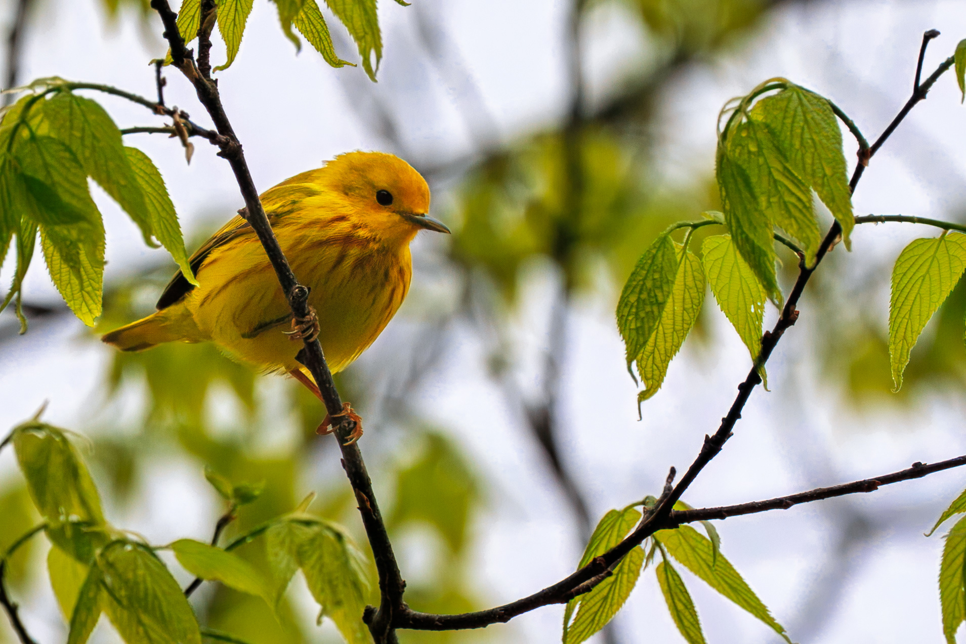 Yellow Warbler