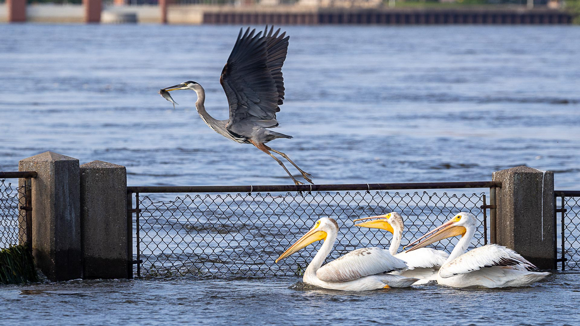 Great Blue Heron and American White Pelicans