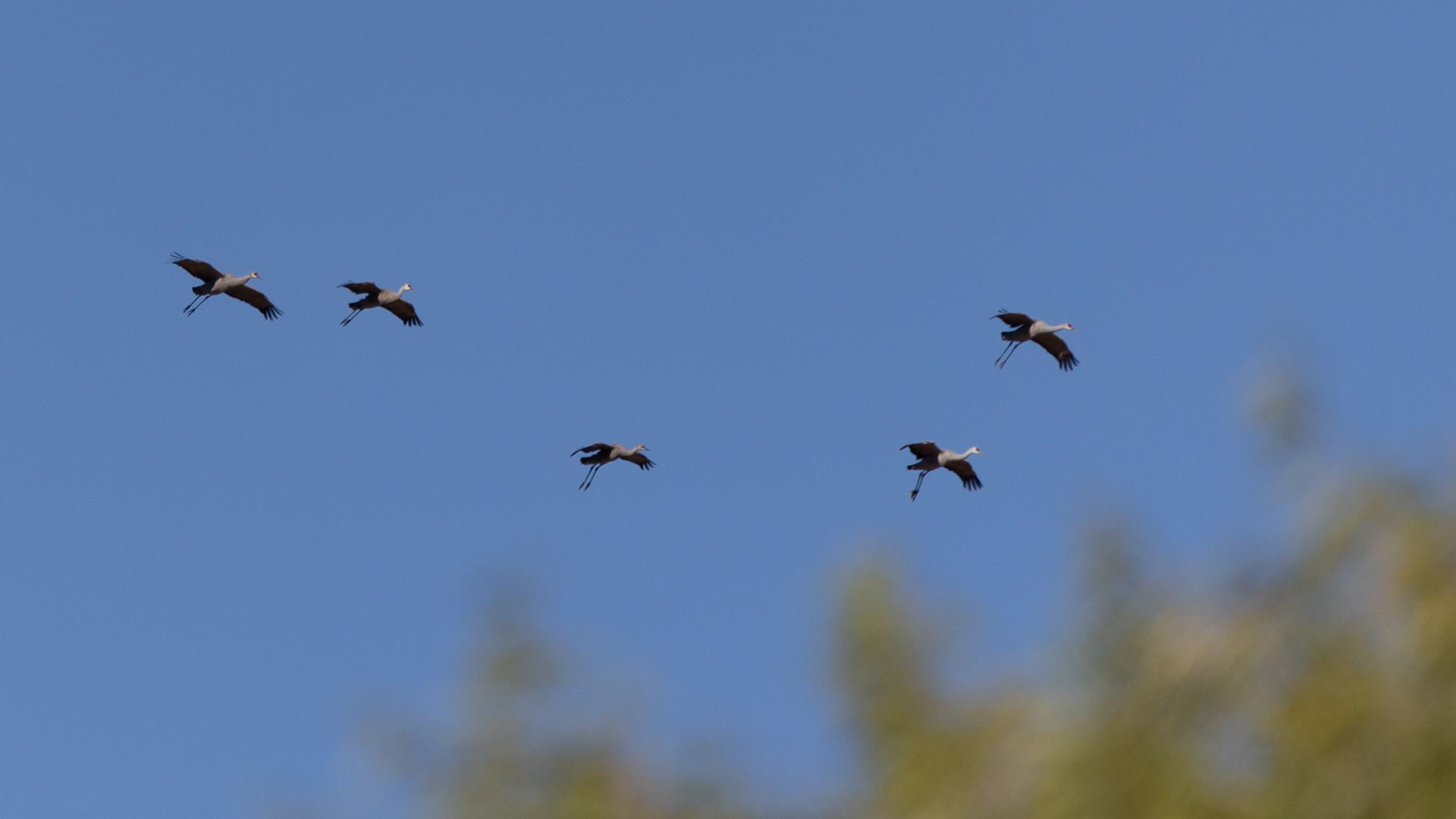 Sandhill Cranes