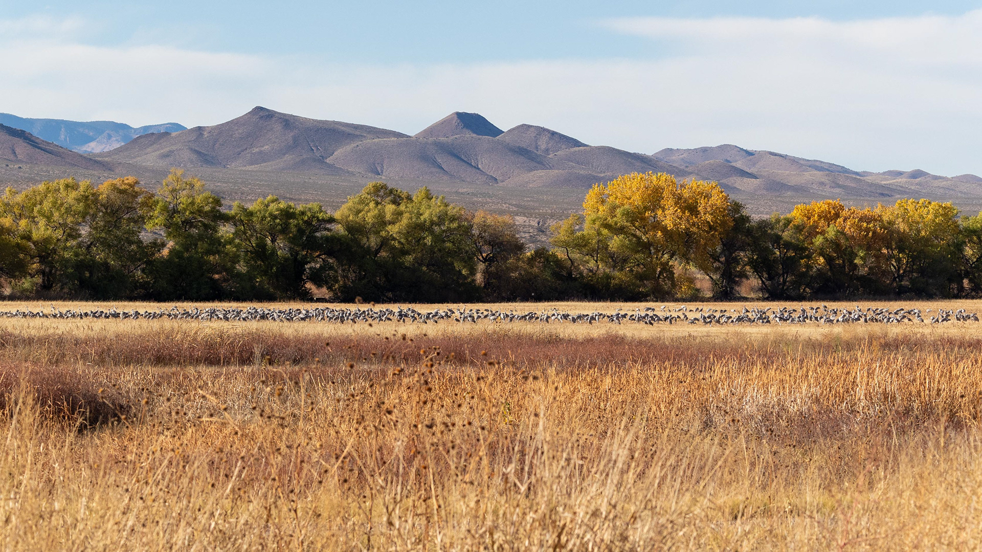 Sandhill Cranes