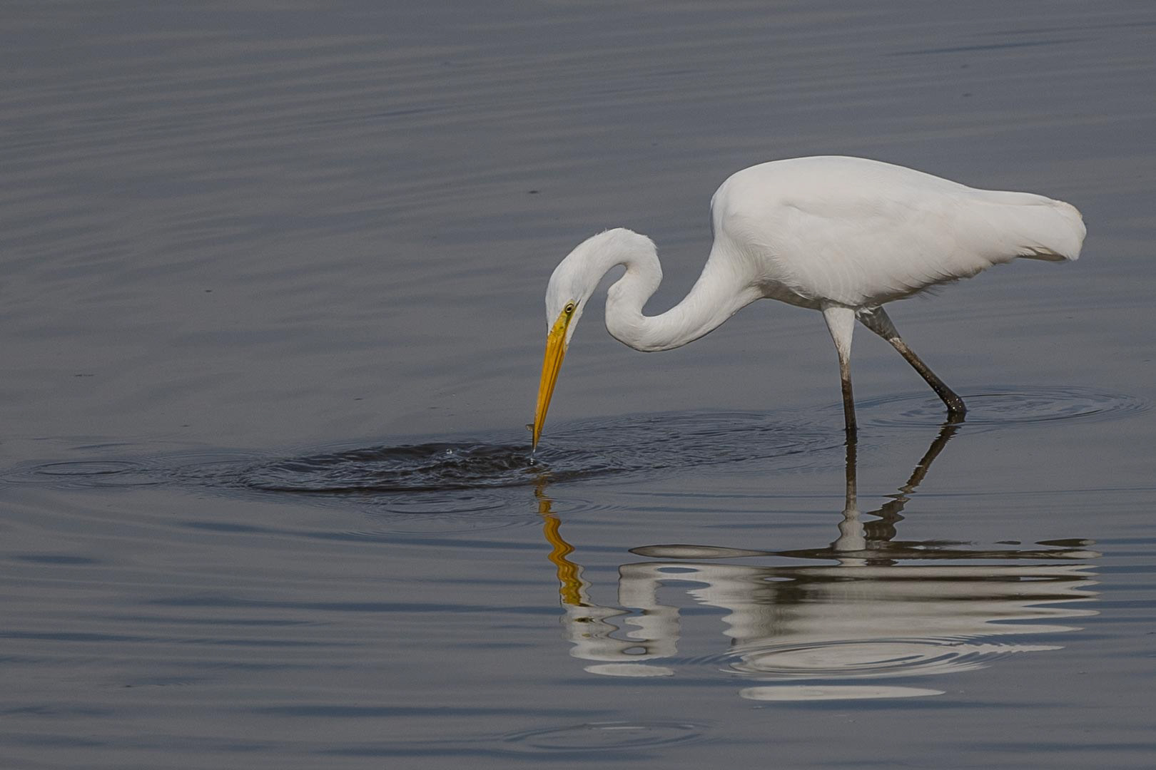 Great Egret