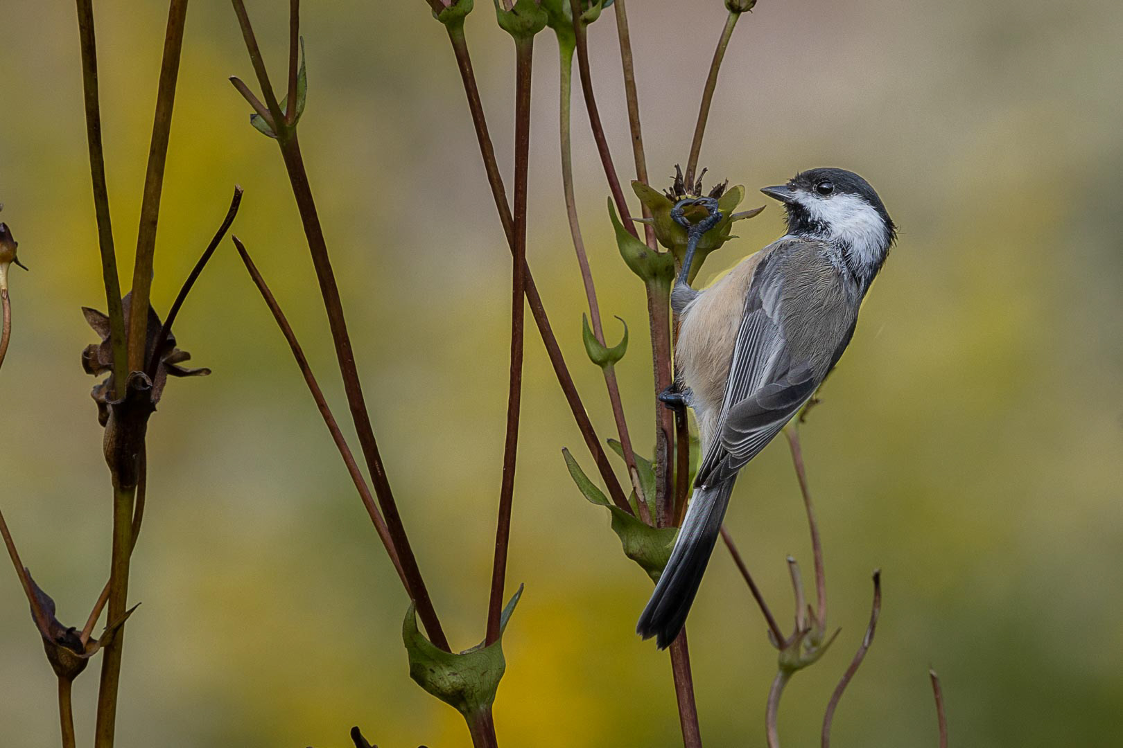 Black-capped Chickadee