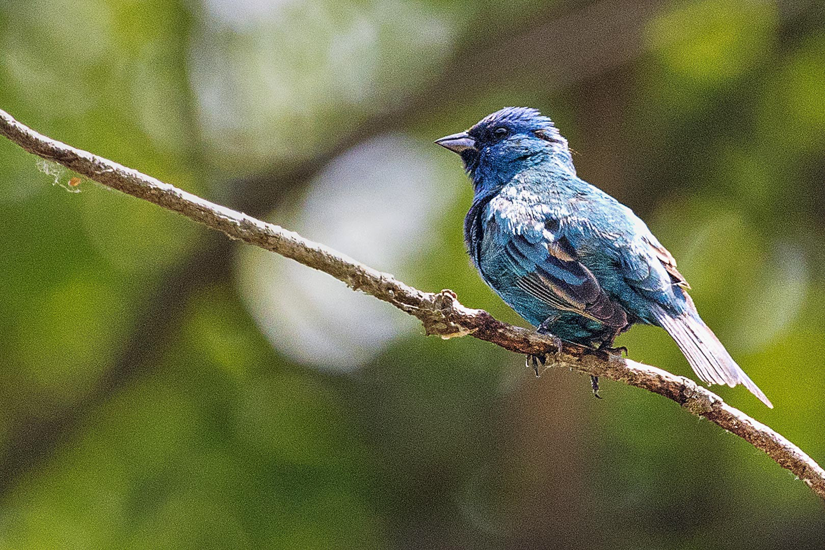 Indigo Bunting- Credit Island