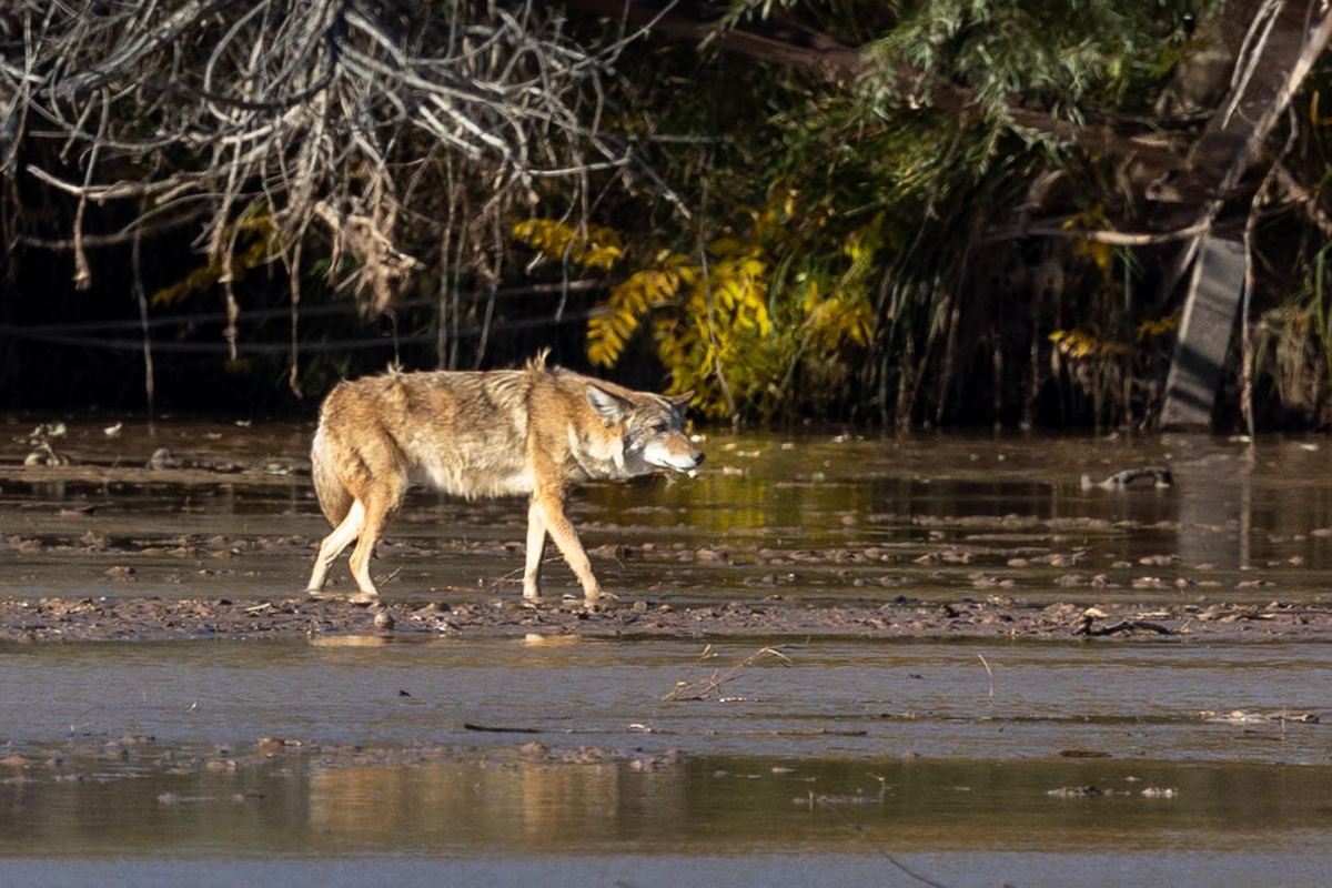 Coyote