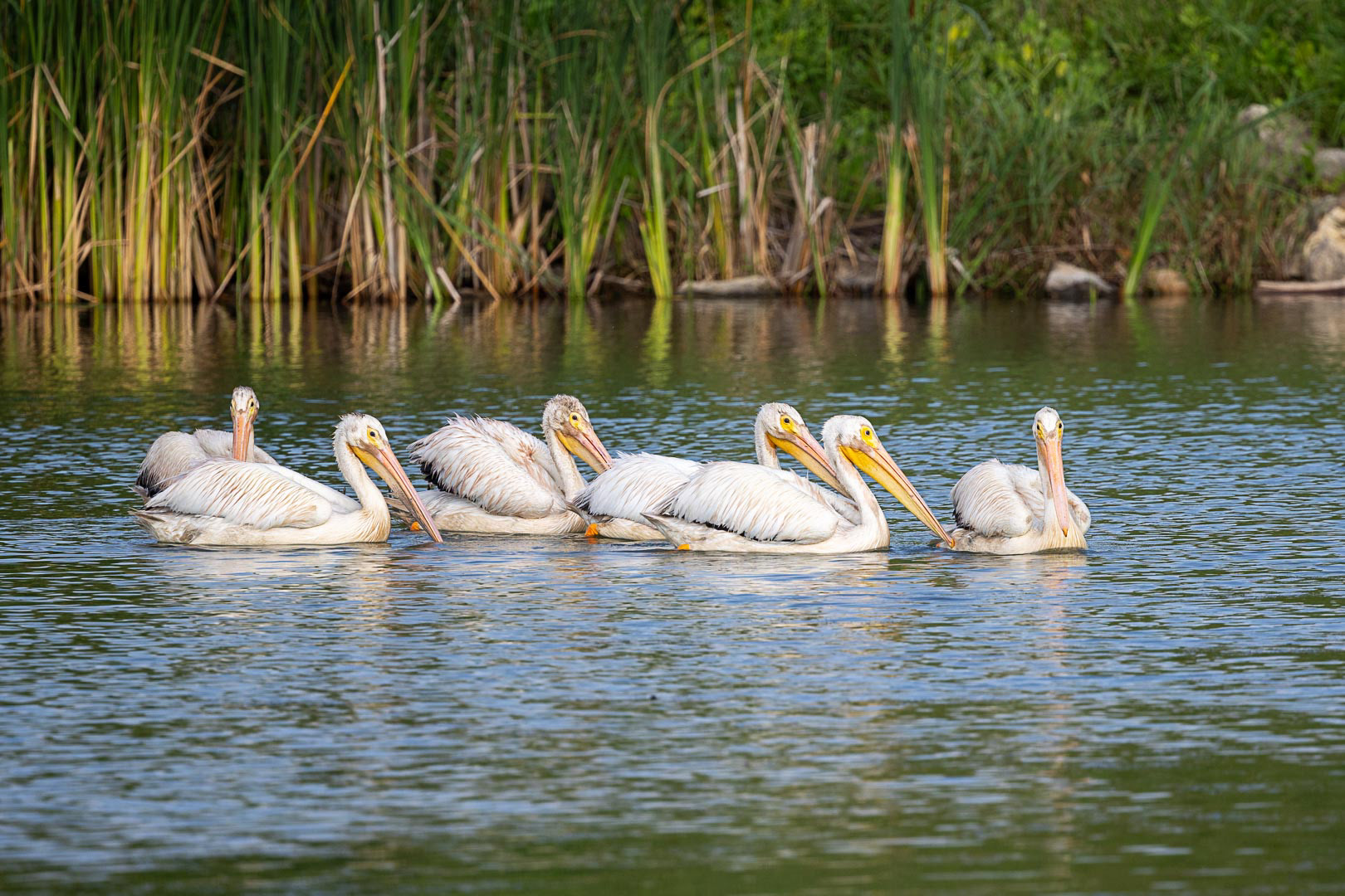 American White Pelicans