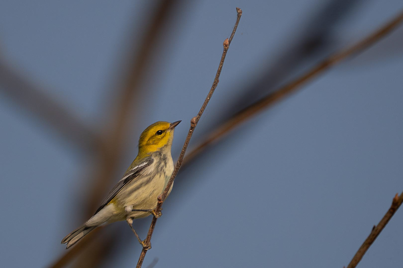 Black-throated Green Warbler