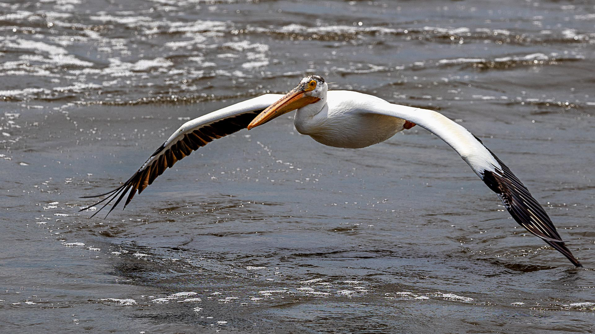 American White Pelican – Lock and Dam 14
