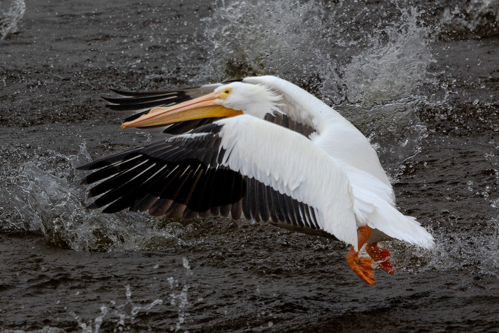American White Pelican