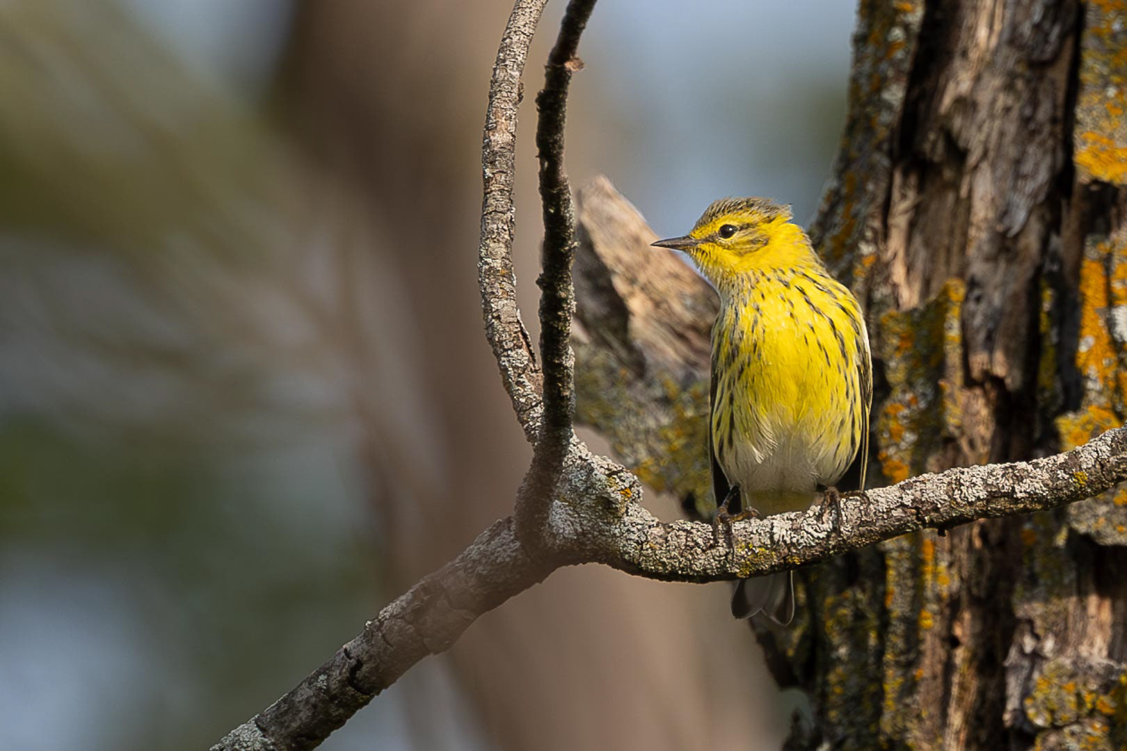 Cape May Warbler