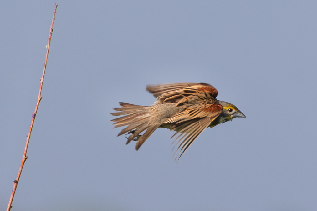 Dickcissel