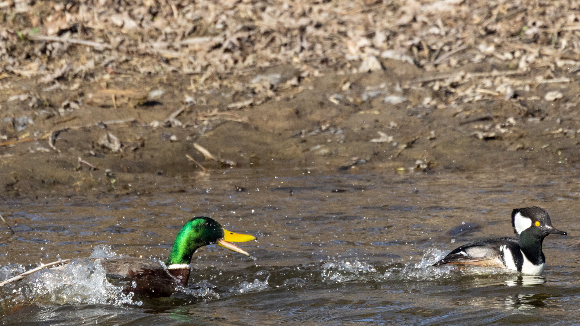 Mallard and Hooded Merganser