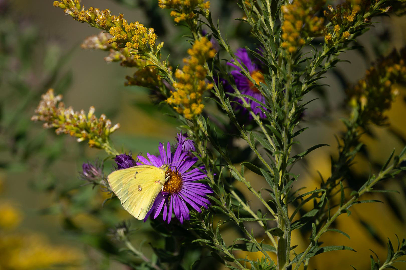 Orange Sulphur